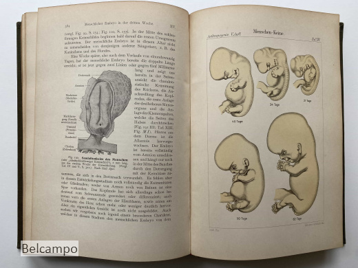 Anthropogenie oder Entwicklungsgeschichte des Menschen