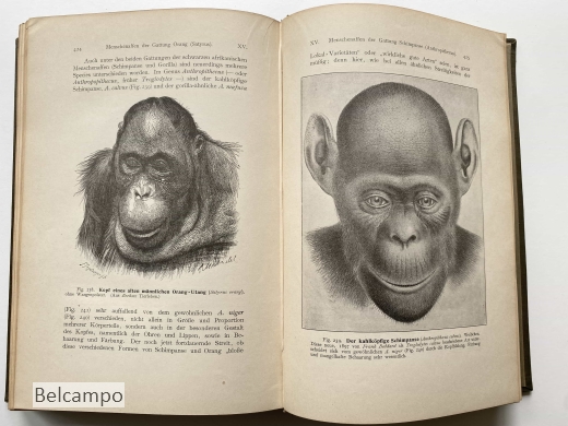 Anthropogenie oder Entwicklungsgeschichte des Menschen