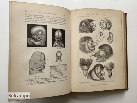 Anthropogenie oder Entwicklungsgeschichte des Menschen