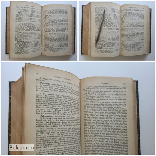 Die schönsten Pflanzen. Des Blumen- und Landschaftsgartens, der Gewächshäuser und Wohnungen.