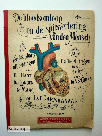 De bloedsomloop en de spijsvertering van den Mensch