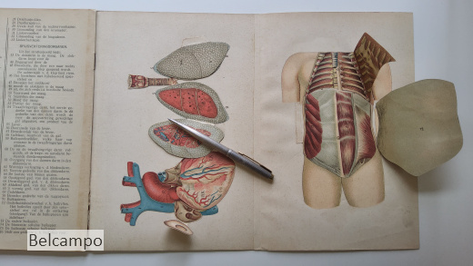 De bloedsomloop en de spijsvertering van den Mensch