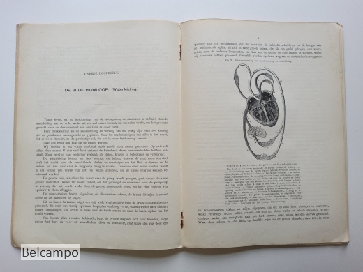 De bloedsomloop en de spijsvertering van den Mensch