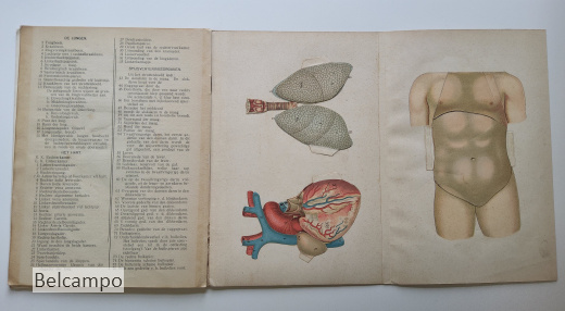 De bloedsomloop en de spijsvertering van den Mensch