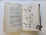 Grundsätze der Dressur und Reitkunst von Gustav Goebel.